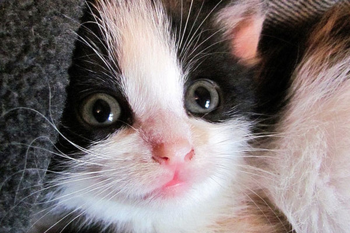 Story of Kiwi the Little Calico Cat