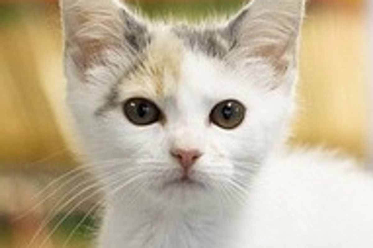 Rescued Kitten Found Foster Home at Animal Hospital