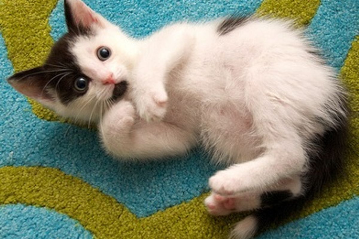 Pearl, Fig and Olive Found Forever Homes