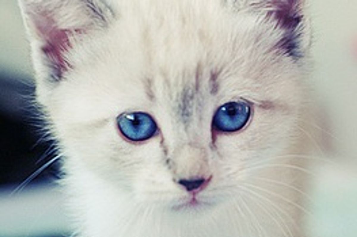 Flor the Kitten and Her Forever Home