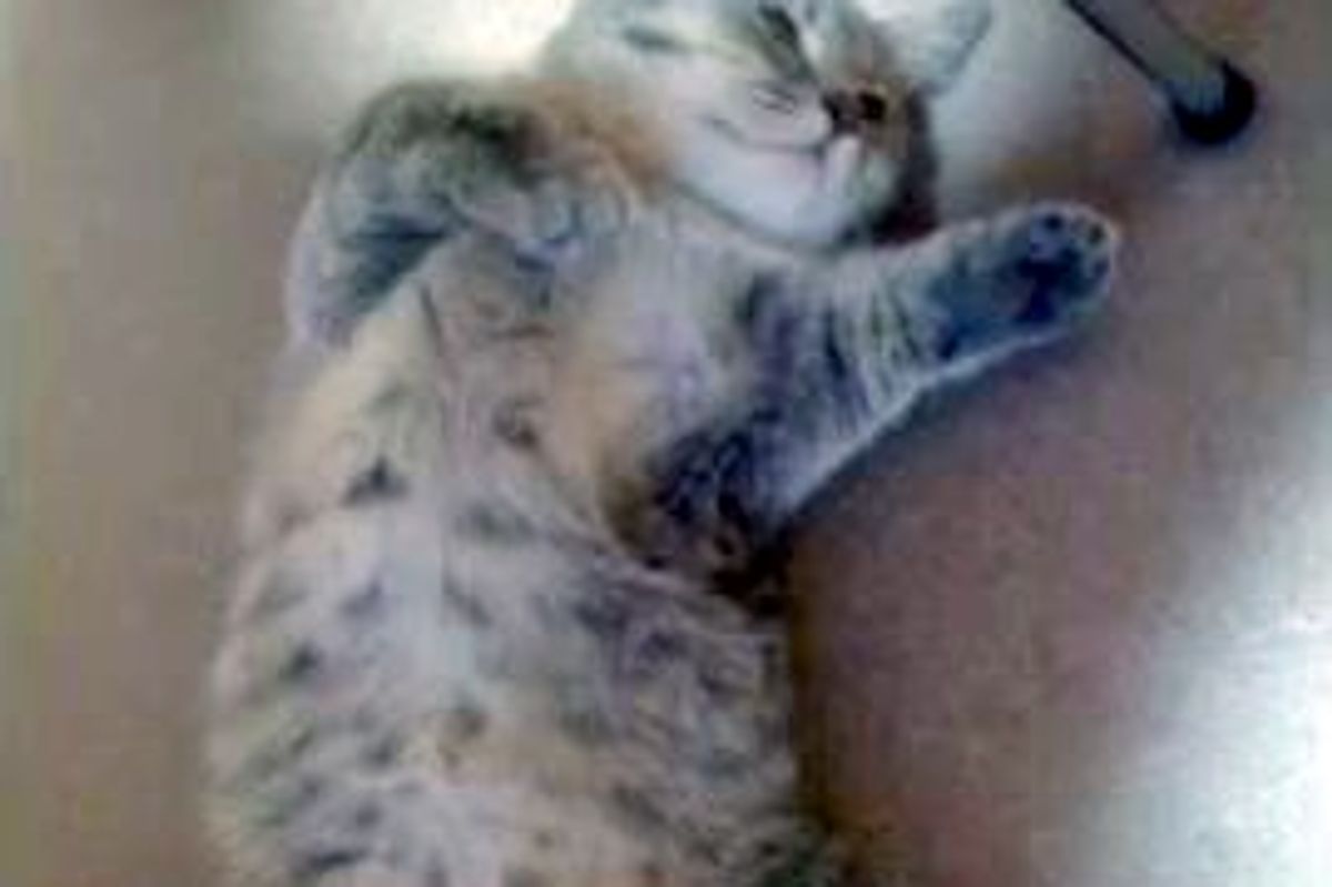 Happy Sleepy Kitty