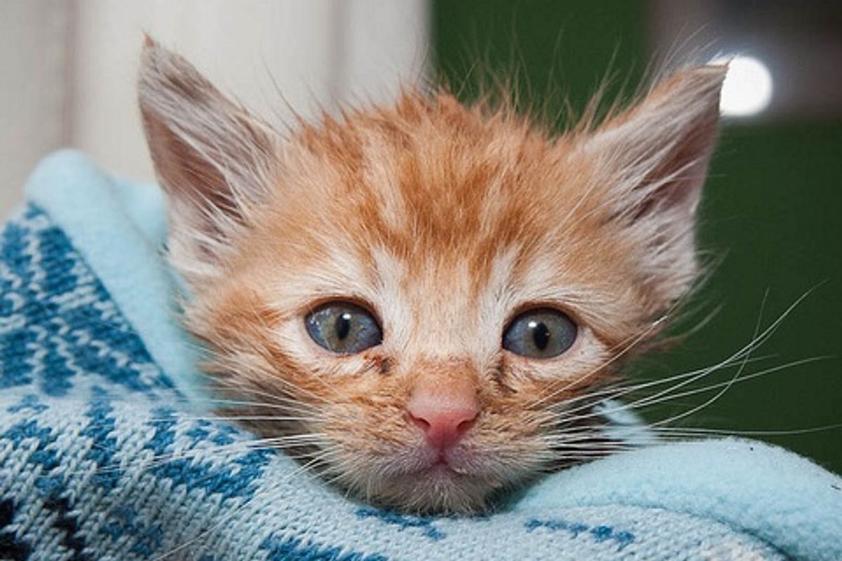 Ginger Kitten Gained a Second Chance at Life