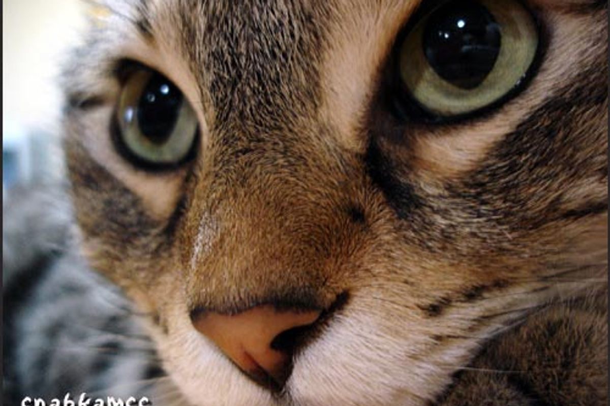 Smart Cat