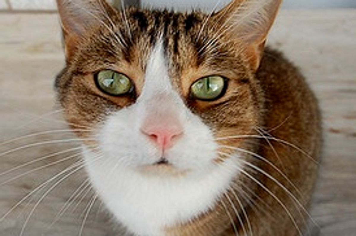 Dr Johnny Fever the Cat