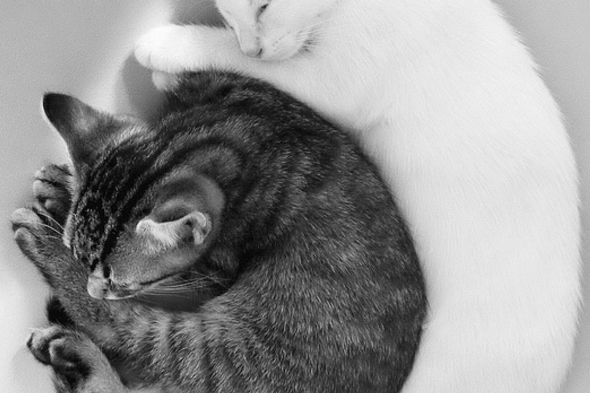 Cute Cuddly Pair