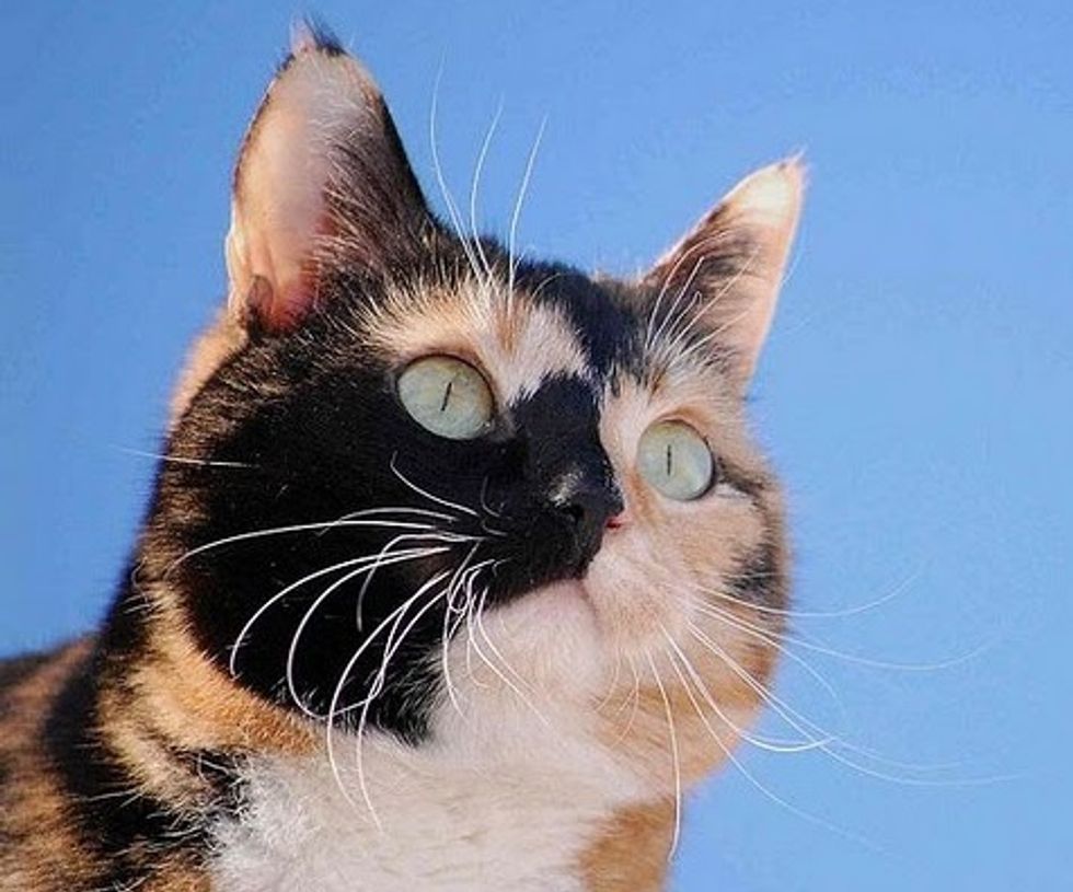 Story of Sonja a Former Stray