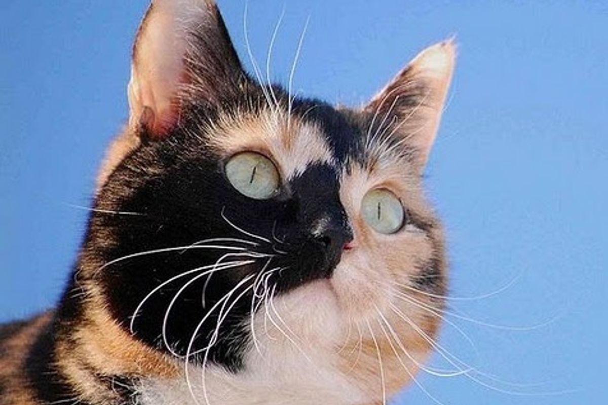 Story of Sonja a Former Stray