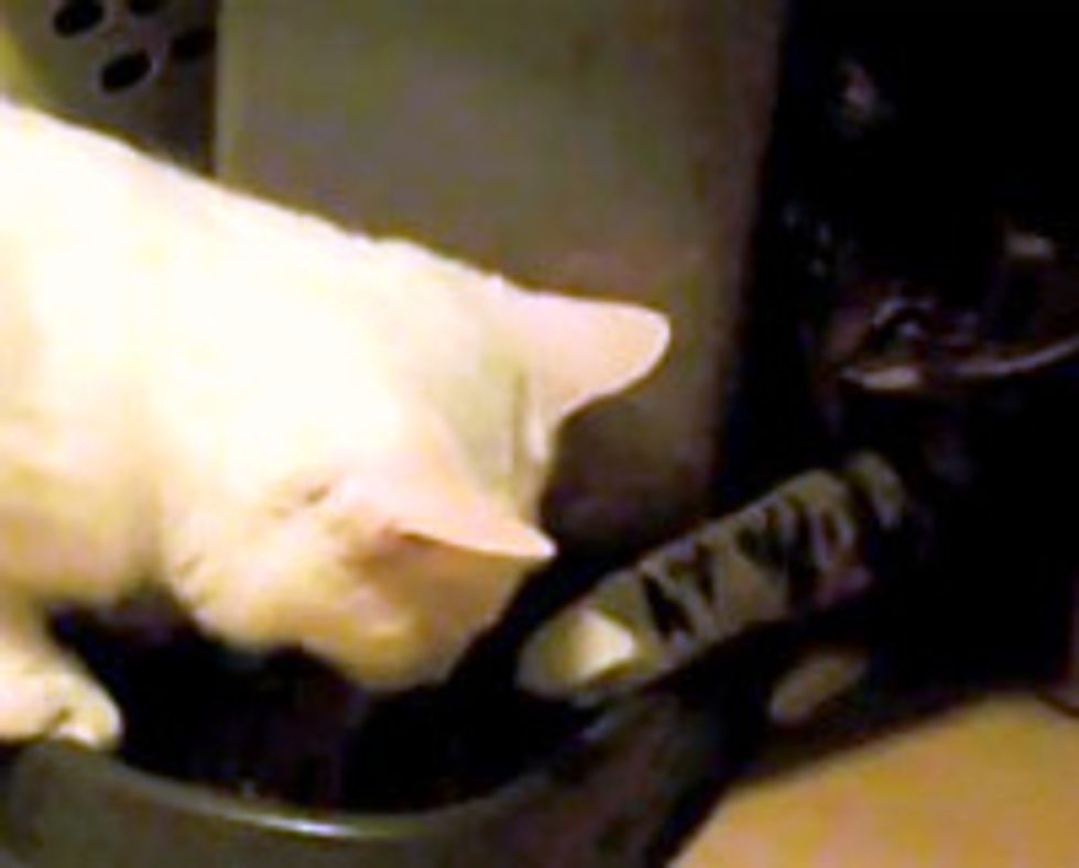 Cute Sneaky Food Snatcher