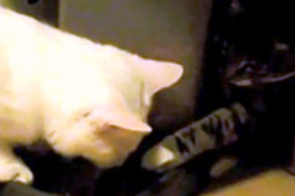 Cute Sneaky Food Snatcher