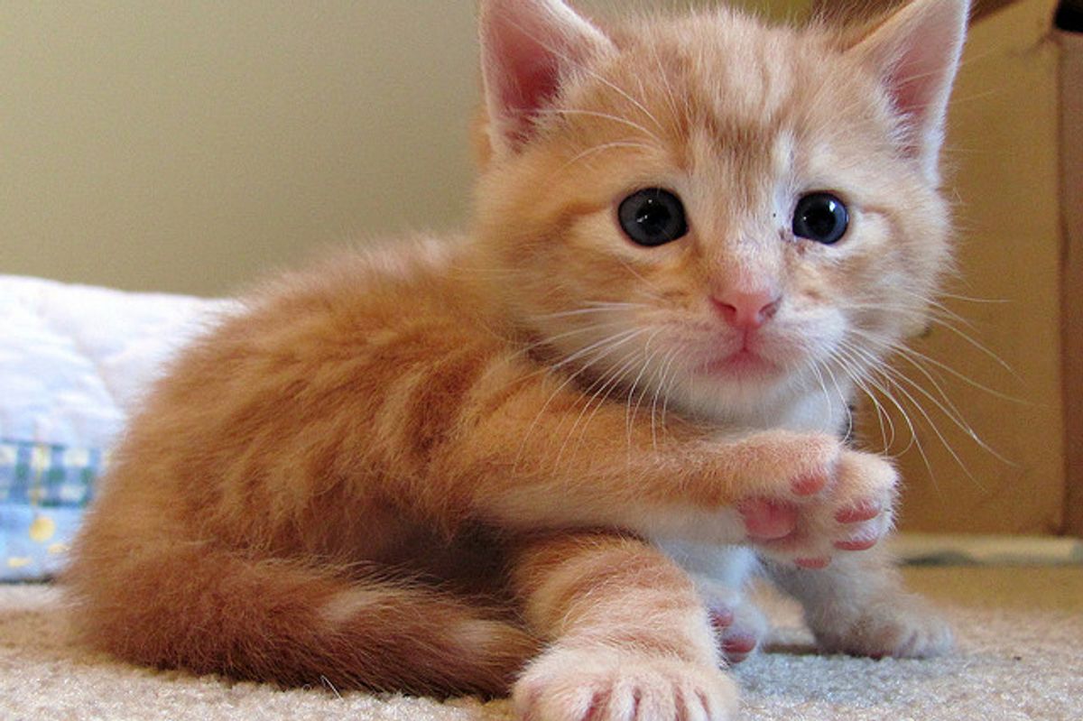 Frito the Ginger Foster