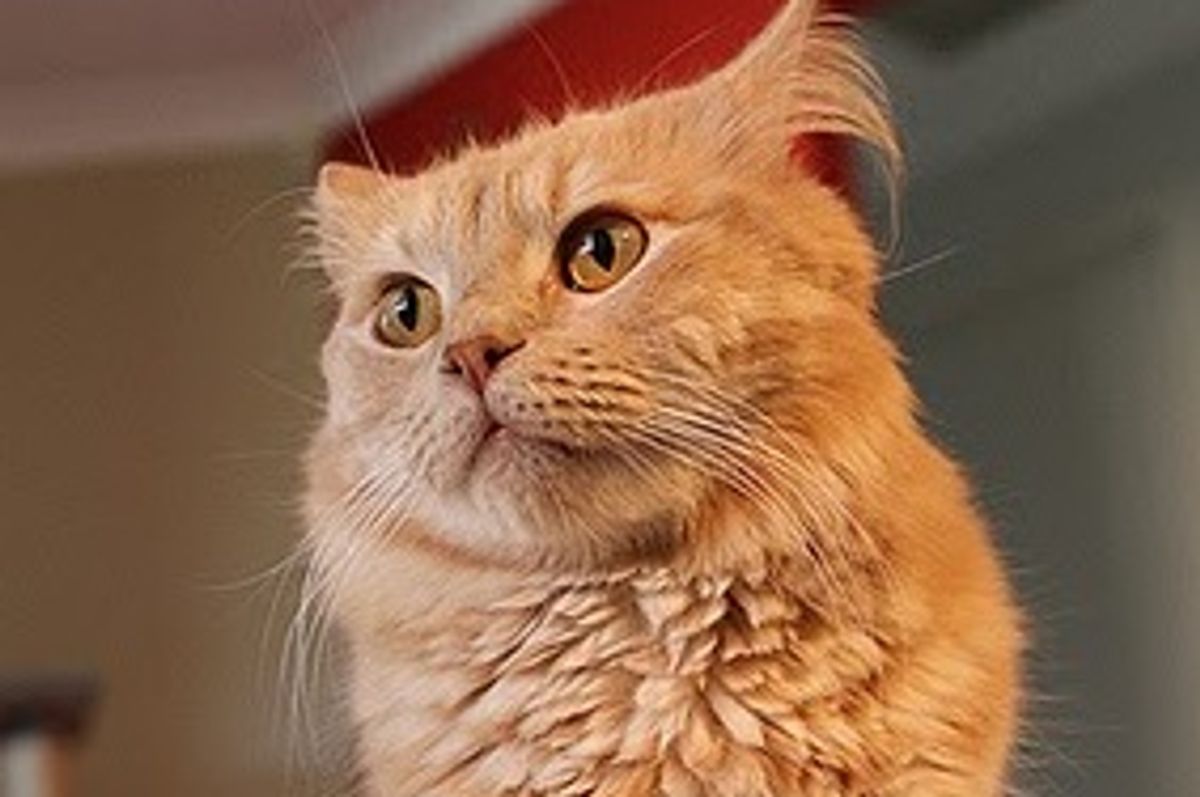 Two Ginger Brothers Punk and Spew