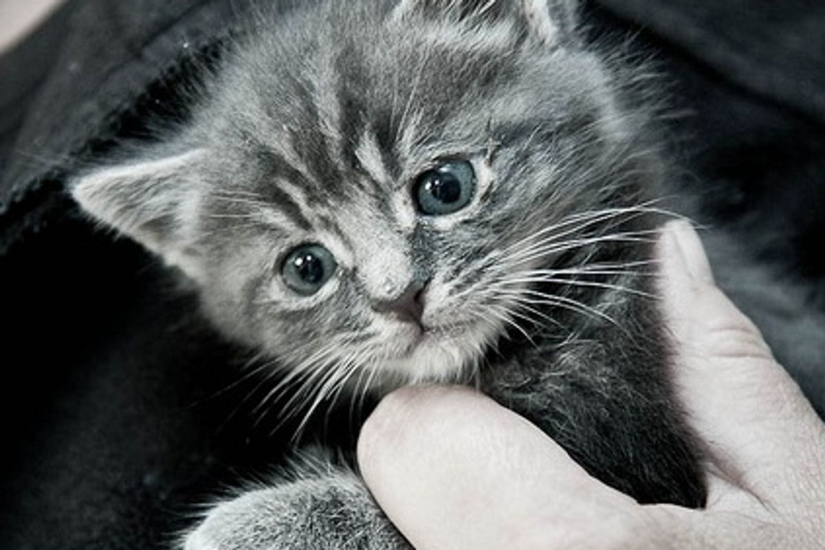 Moglet a Little Grey Rescue