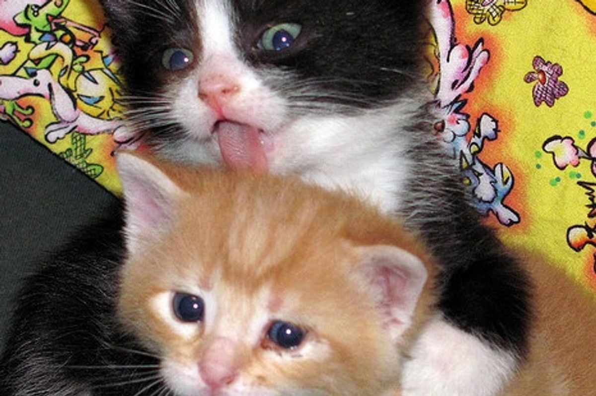 Zamboni the Tuxedo Cat