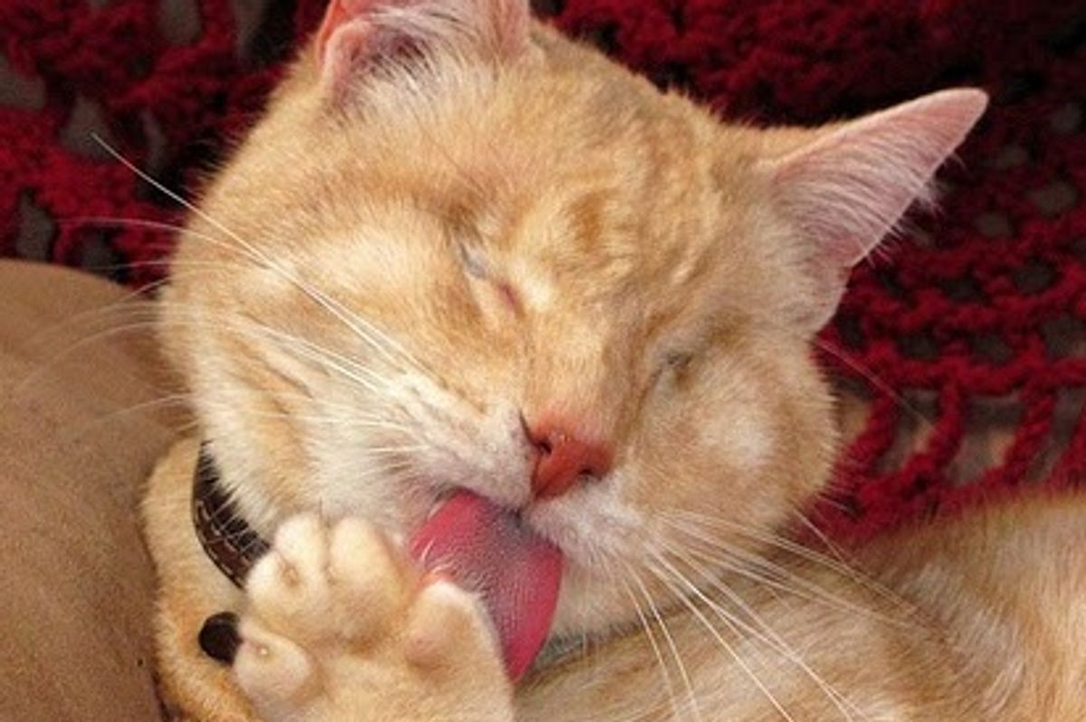 The Eyeless Wonder, Gumbo