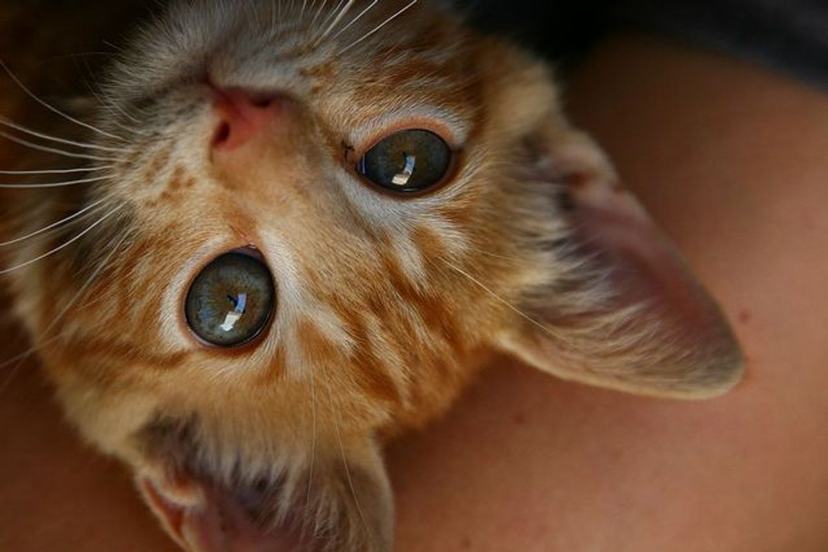 Rescued Cat from Jordan Found Home in Canada