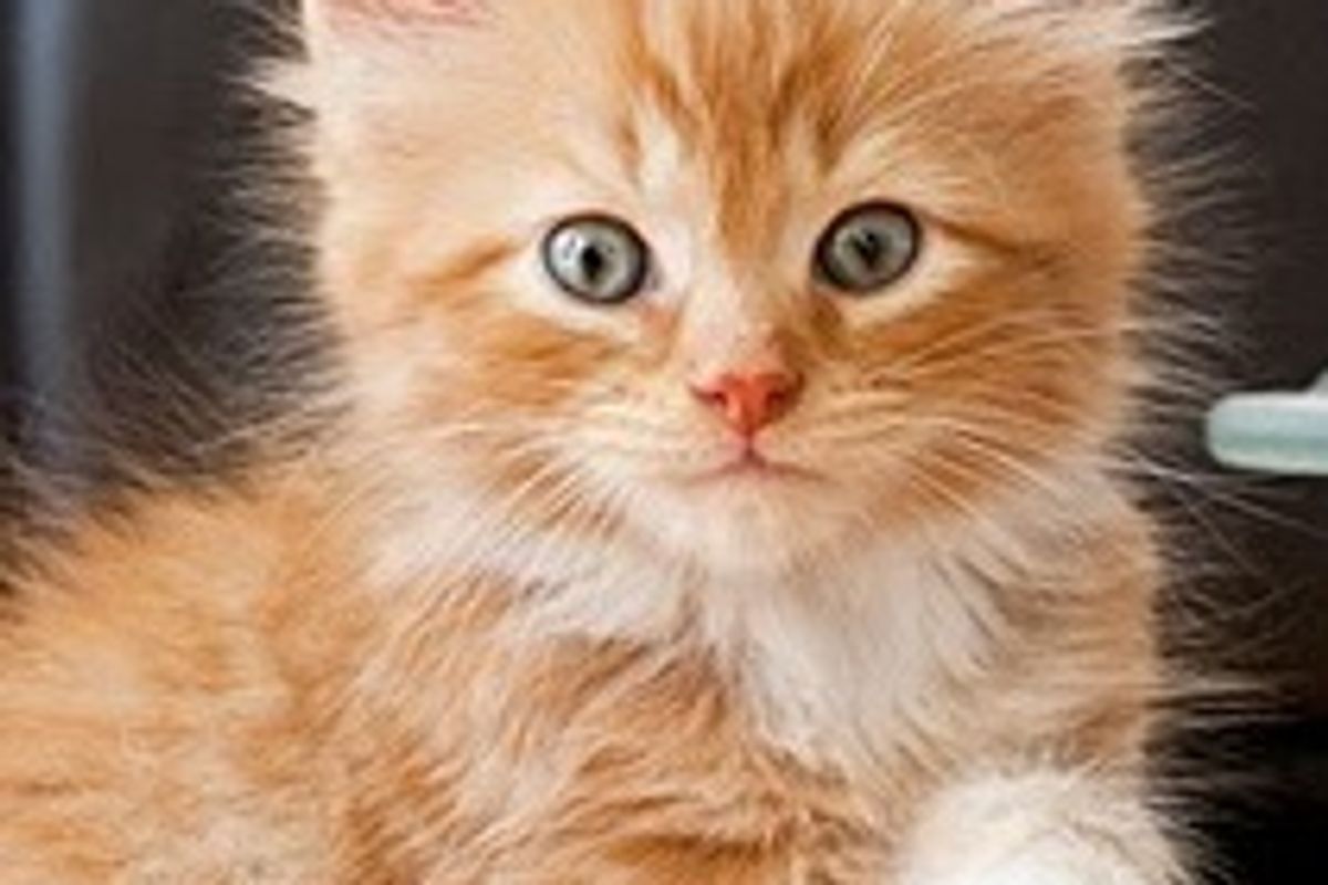 Little Ginger Rascal, Alfie