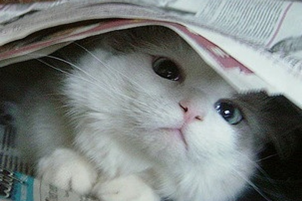 Kitten Plays with Newspaper