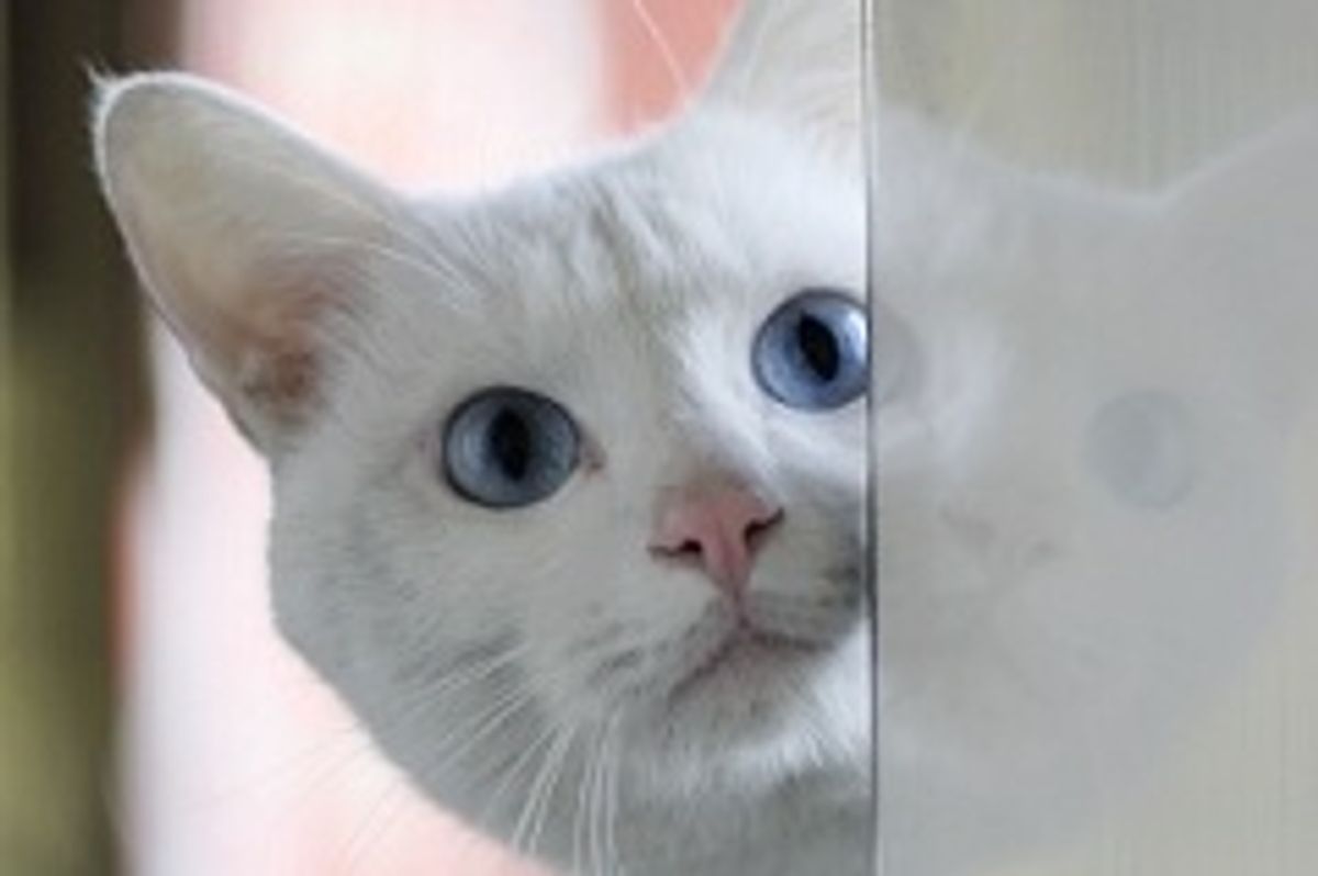 Beautiful White Rescue, Softie