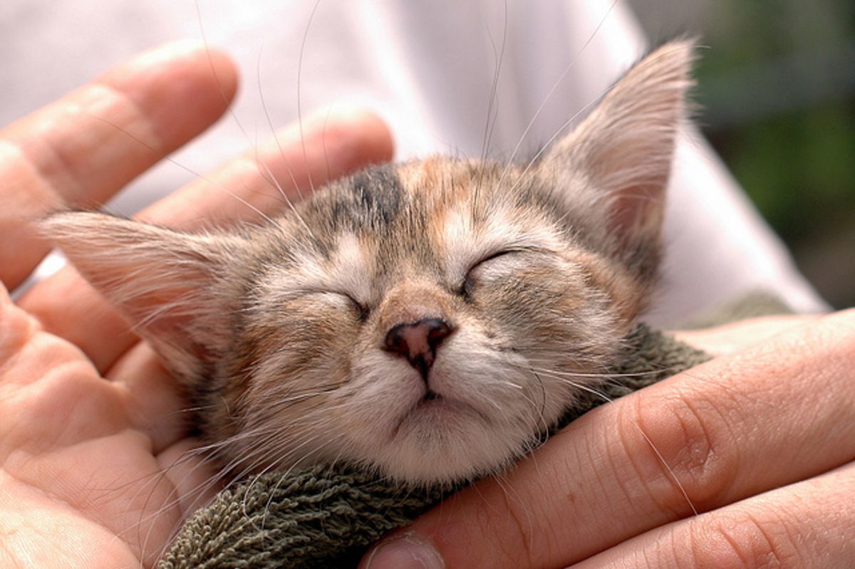 Sweet Kitten Found Forever Home