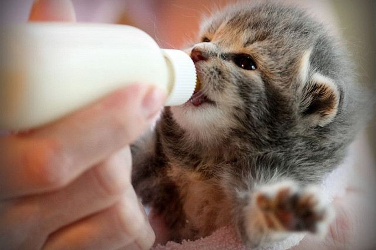 Rescued Kitten Getting Noms