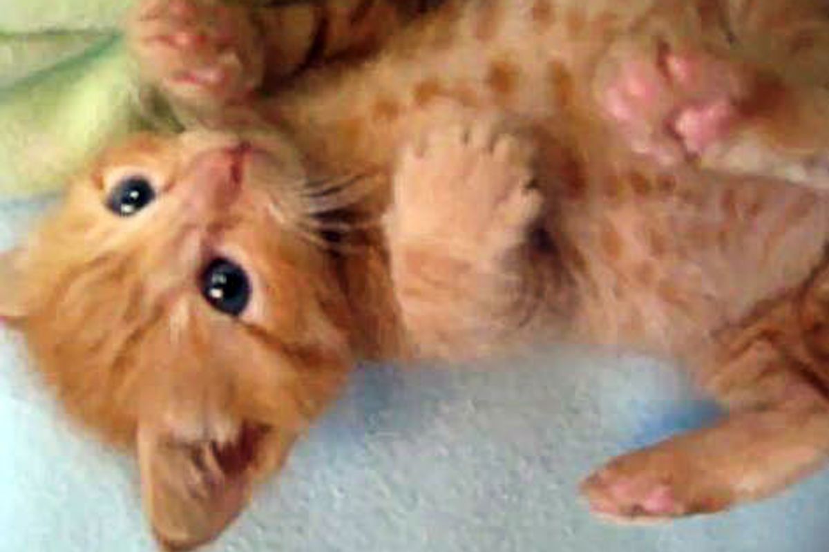 Cute Squirmy Ginger Foster Kitten