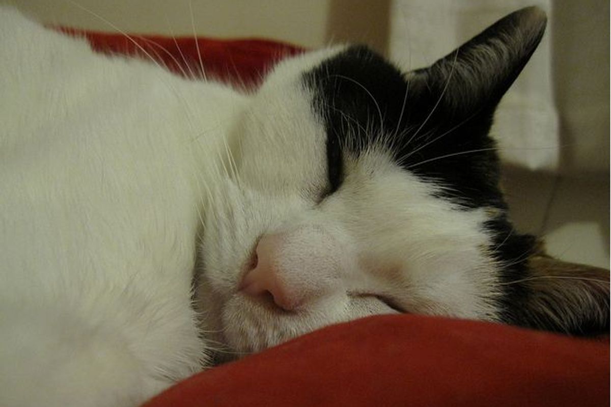 Rescued Sisters: Crystal and Dreamie