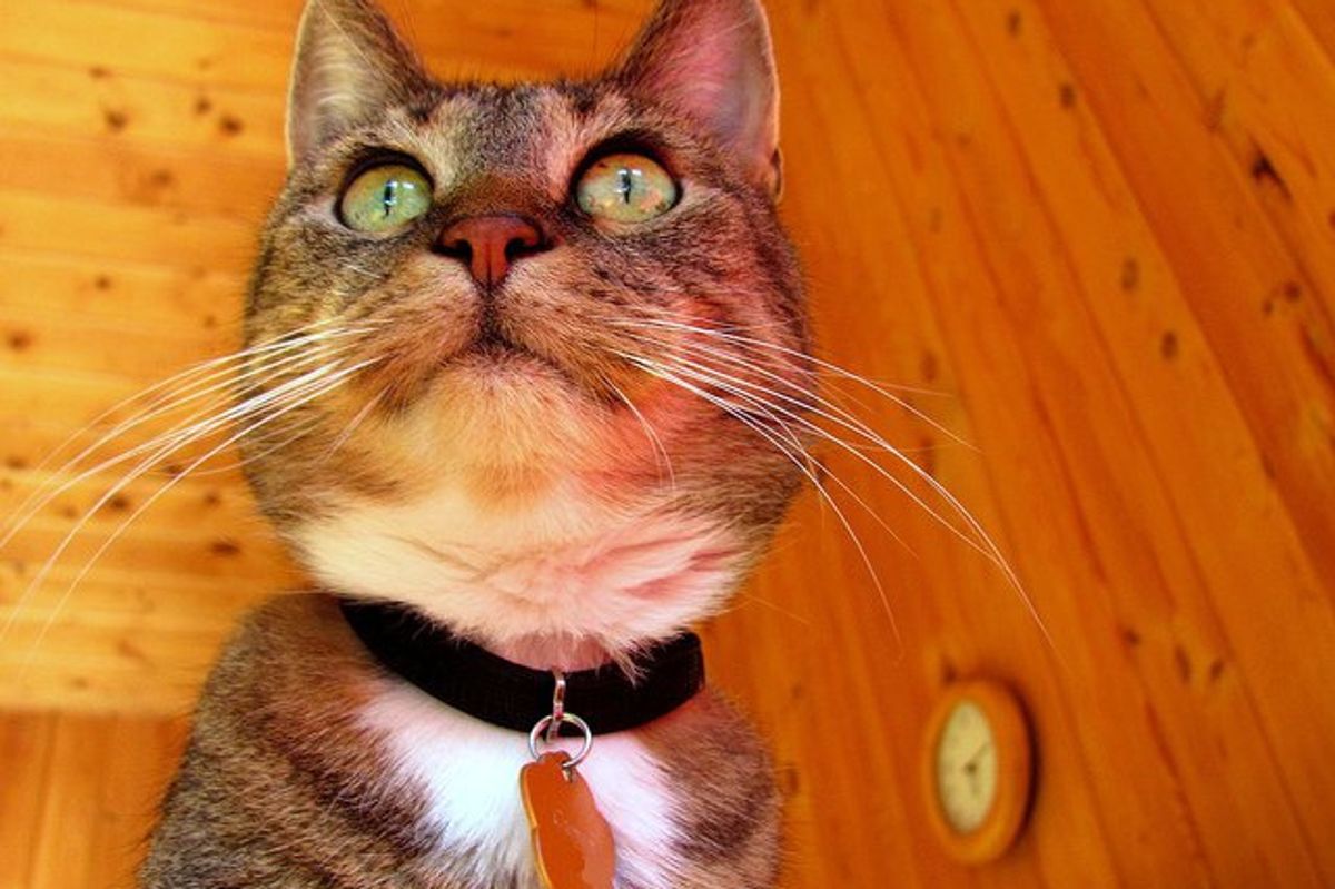 Cumin, a Therapy Cat