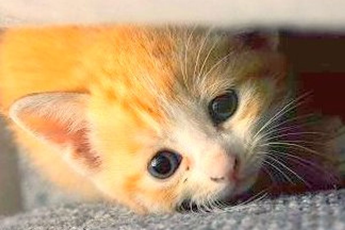 Little Itty Bitty Rescued Kitty