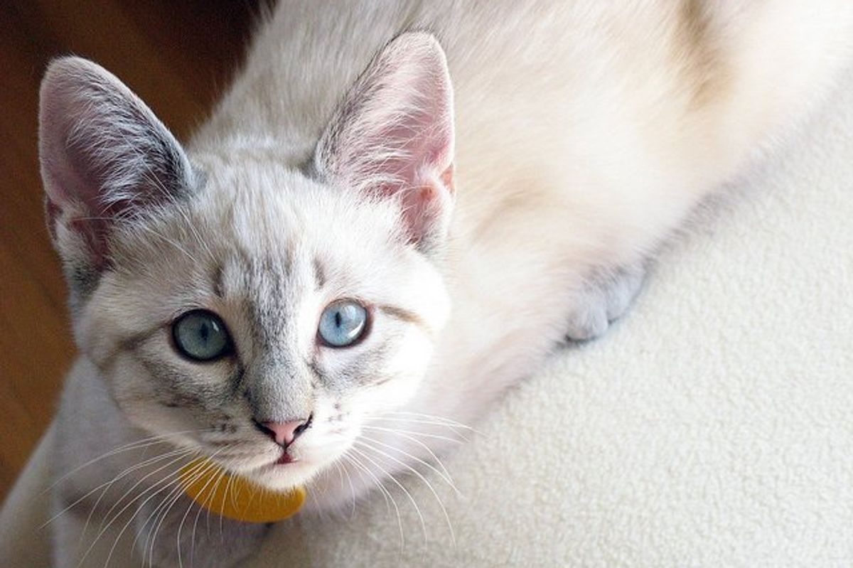 Two Little Furry Sisters: Riza and Mei