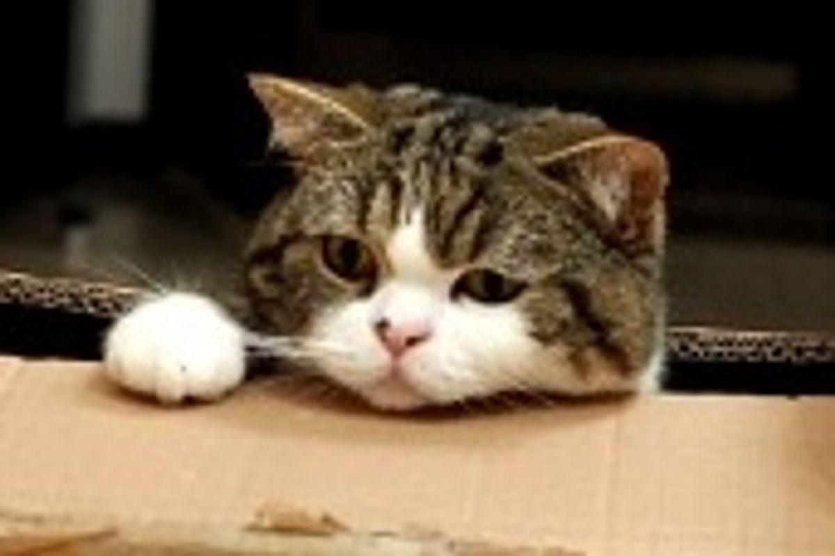 Maru's Obsession with Boxes Continues