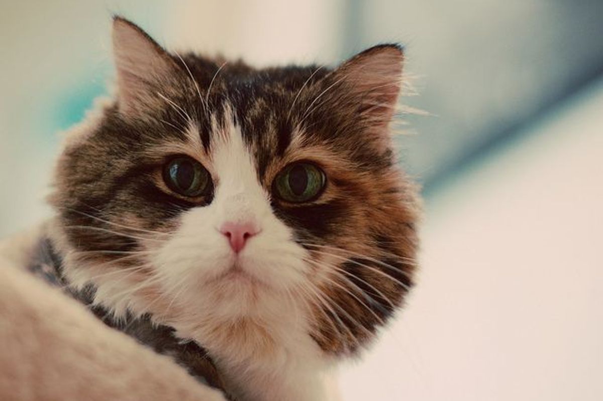 Maizy the Cat, My Soul Mate