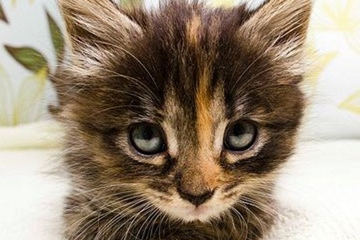Two Rescued Furballs and Their New Home
