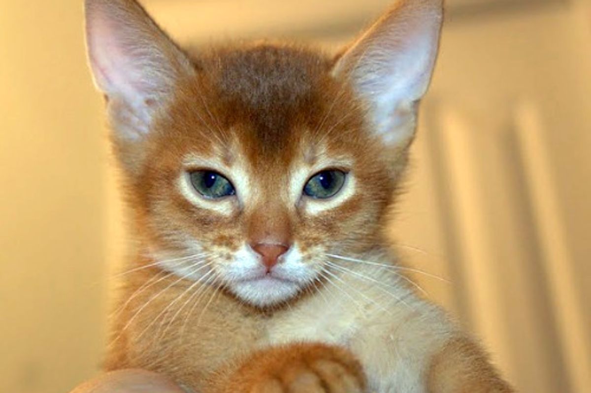 August Cat/Kitten of the Month Results