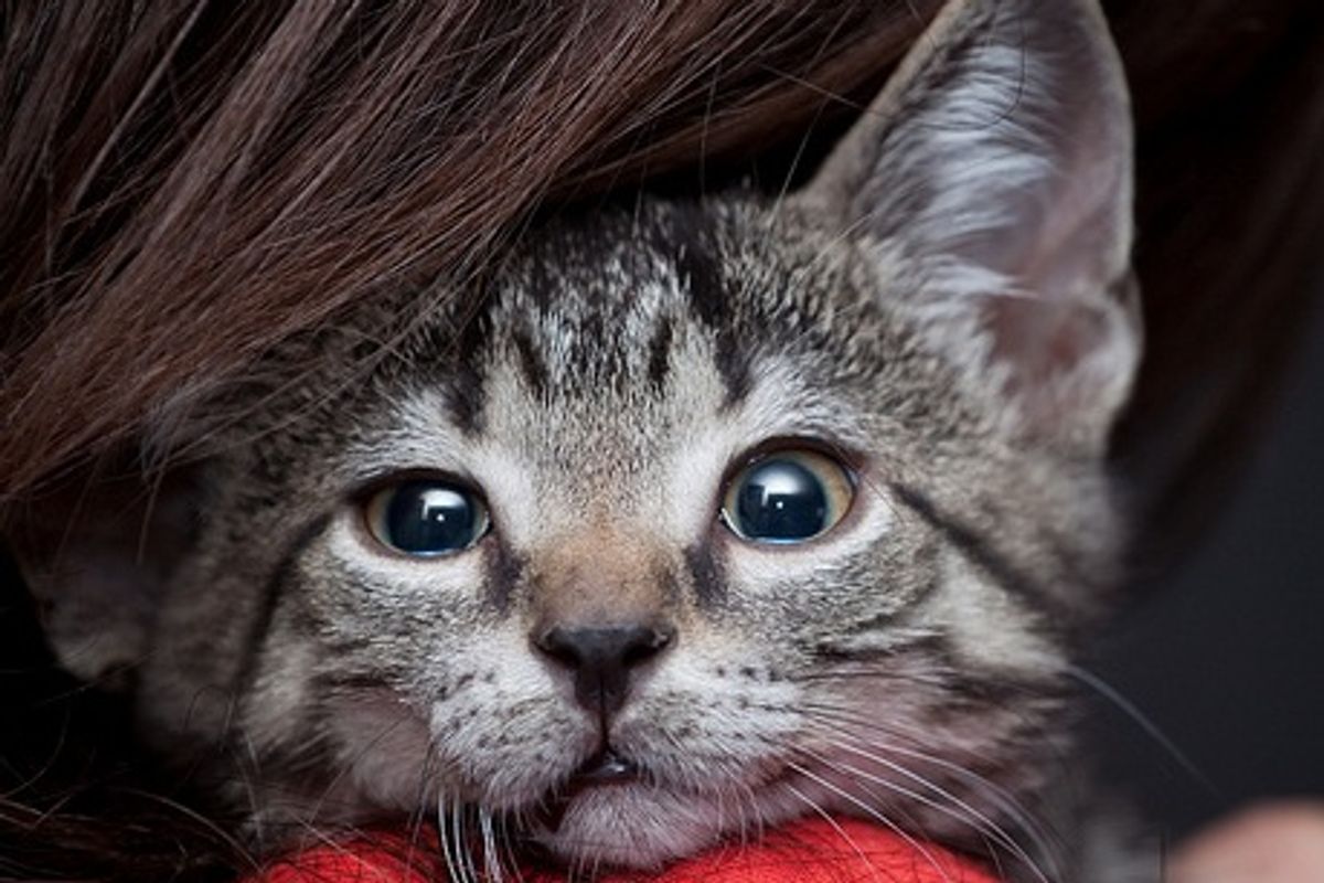 Little Rescued Tabby Kitten Cameron