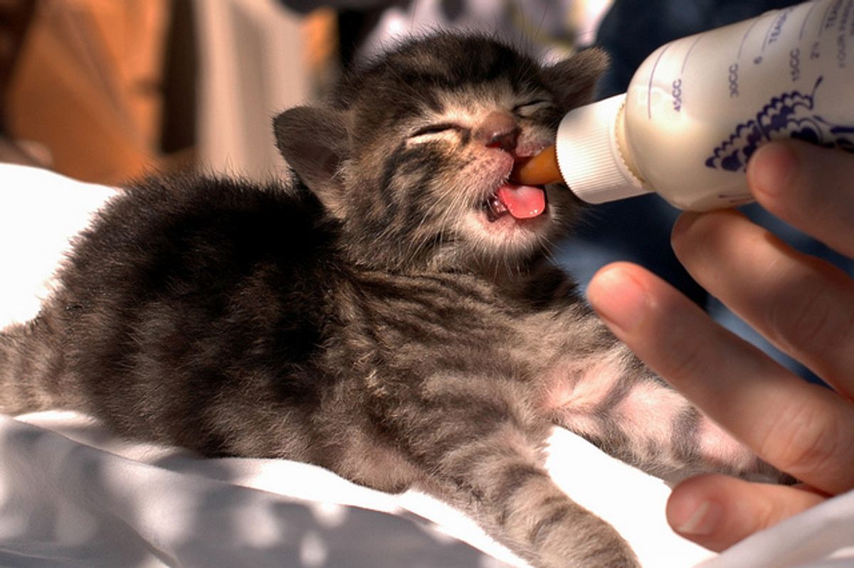 Treize, 3 Week Old Rescue