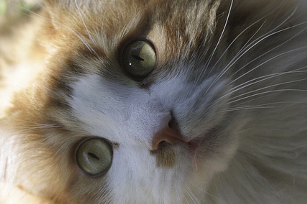 Scoota the Fluffy Boy