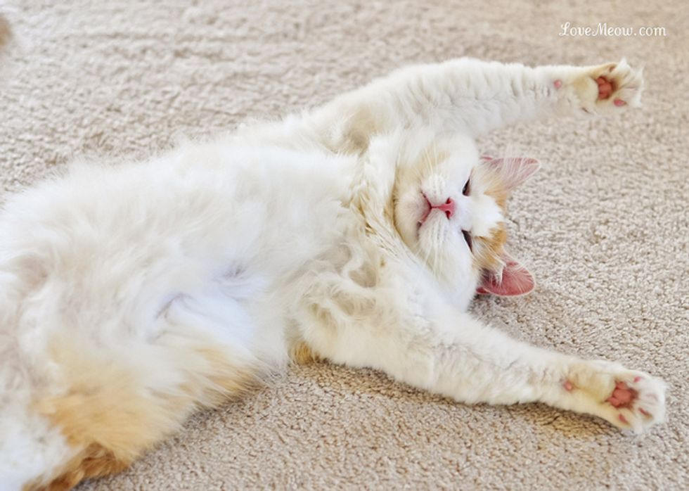 Cute Things My Cat Does