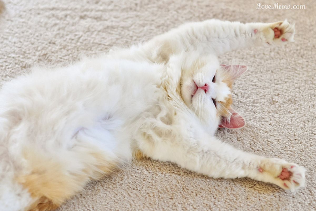 Cute Things My Cat Does