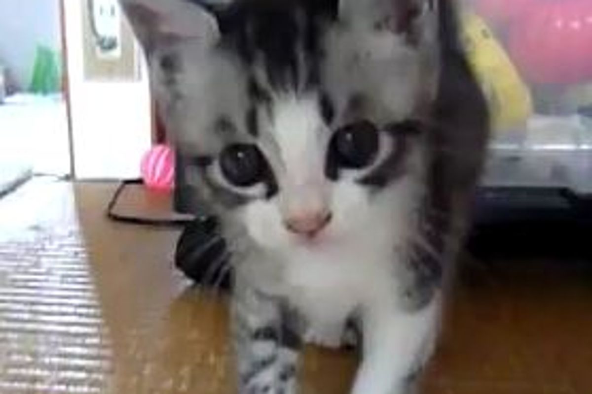 Feisty Little Kitten