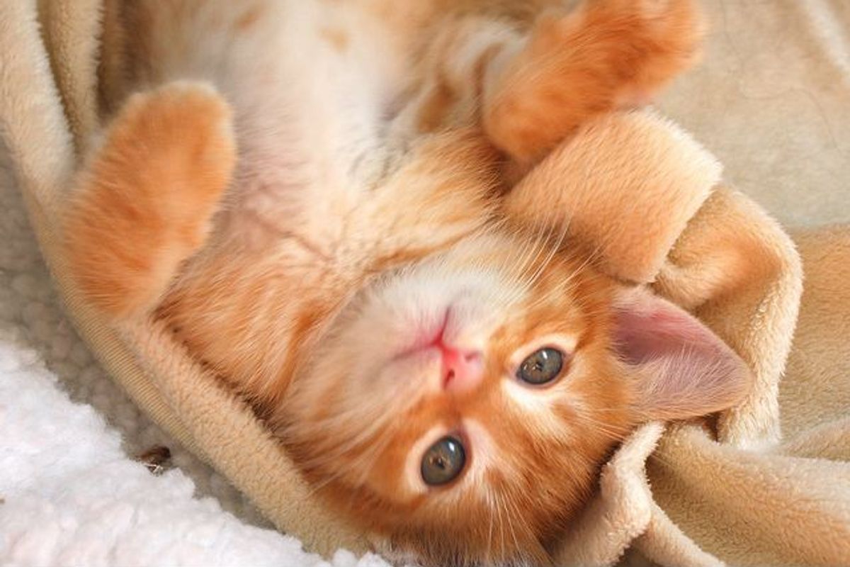 Four Foster Fur Babies