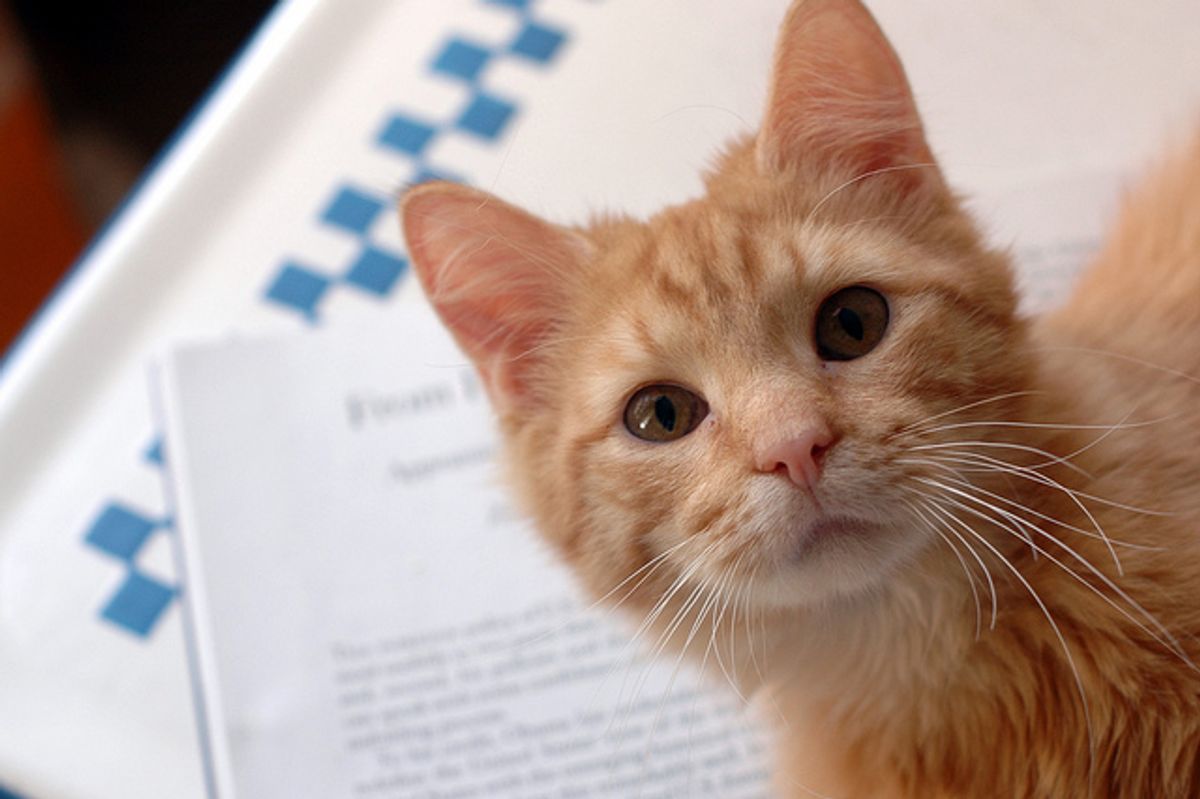 Wallaby the Sweetest Little Thing