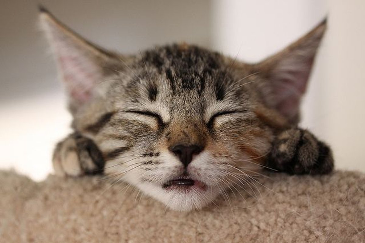 Lola Little Tabby Kitten Found Forever Home