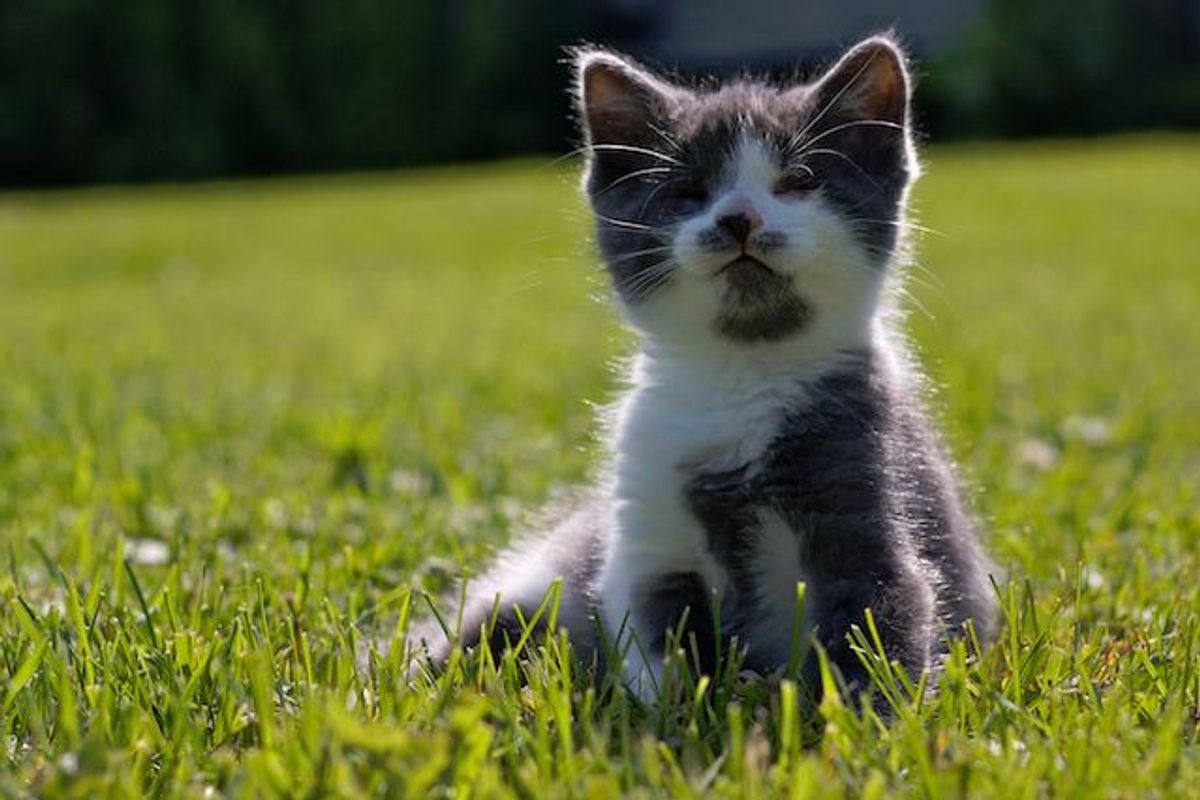 Jack Tripper the Amazing Eyeless Kitty