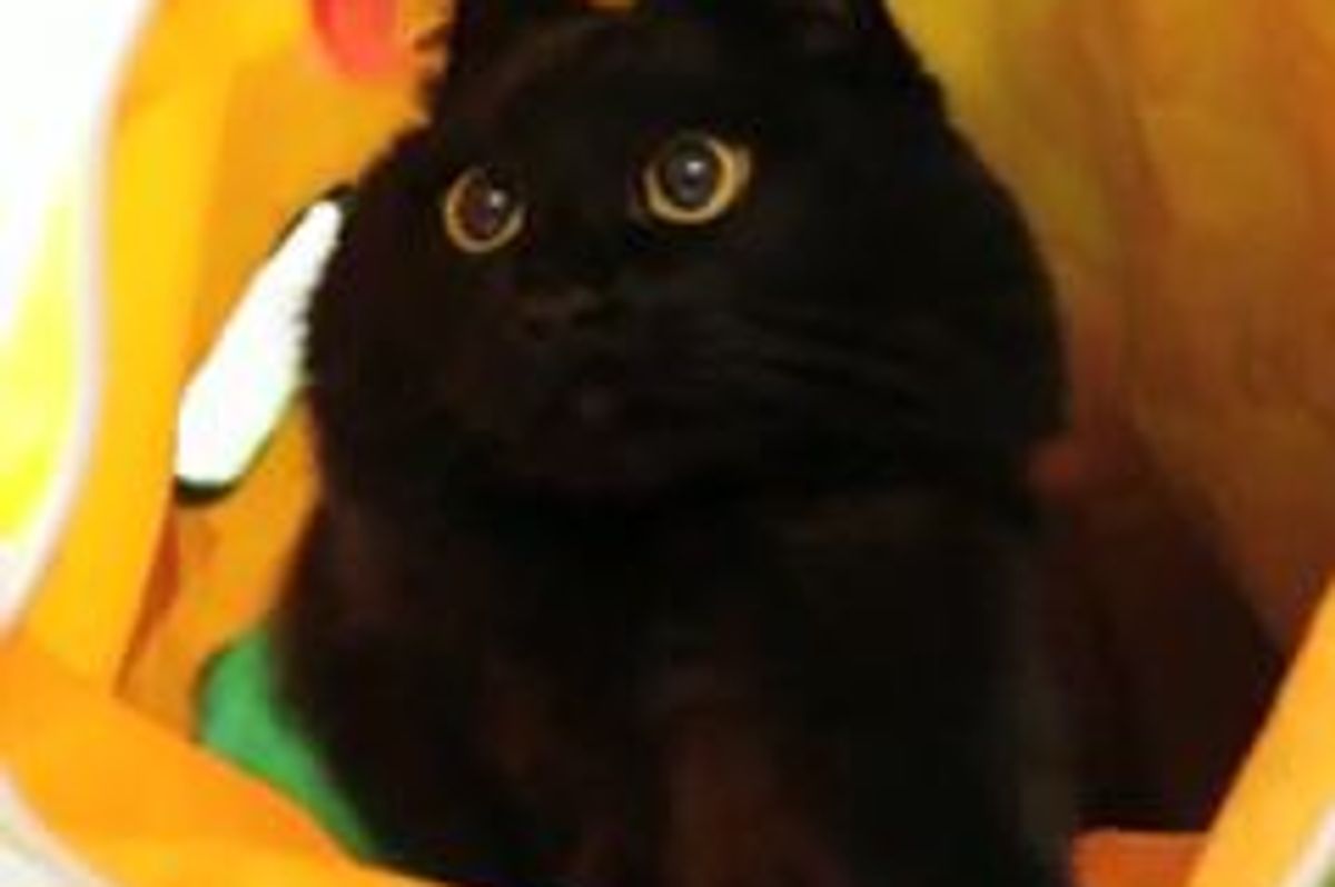 The Joy of An Adoption