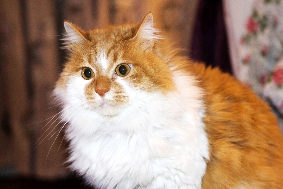 Pudgy the Fluffy Kitty