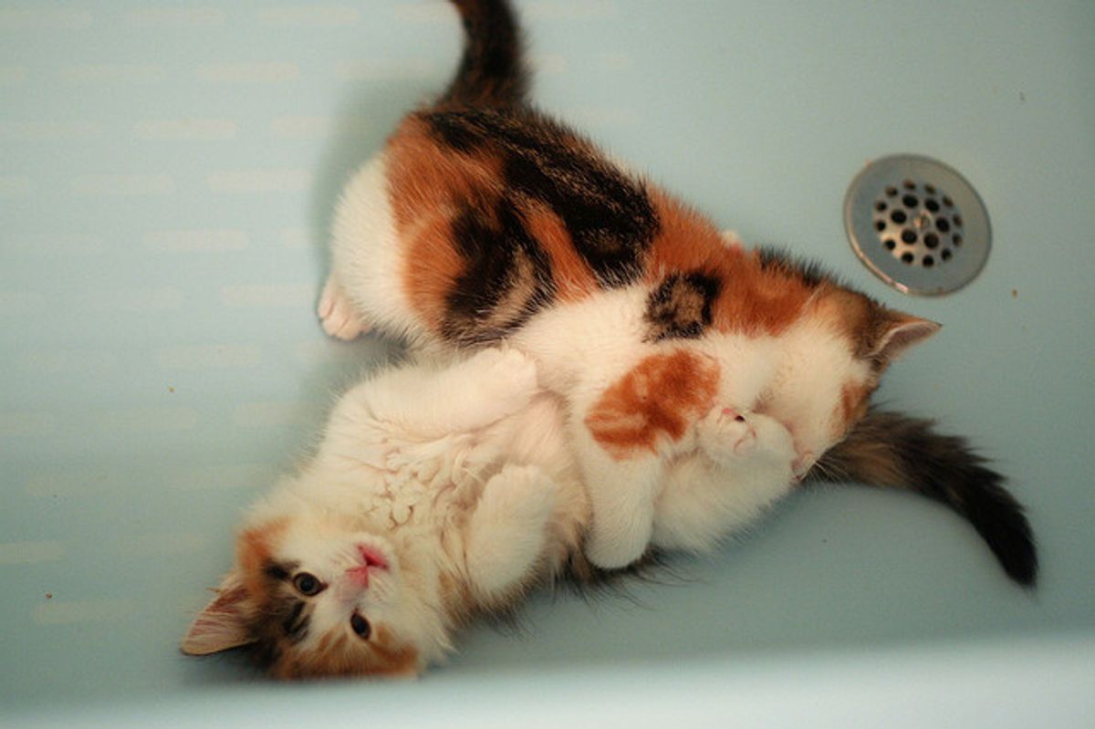 2 Feisty Calico Foster Sisters