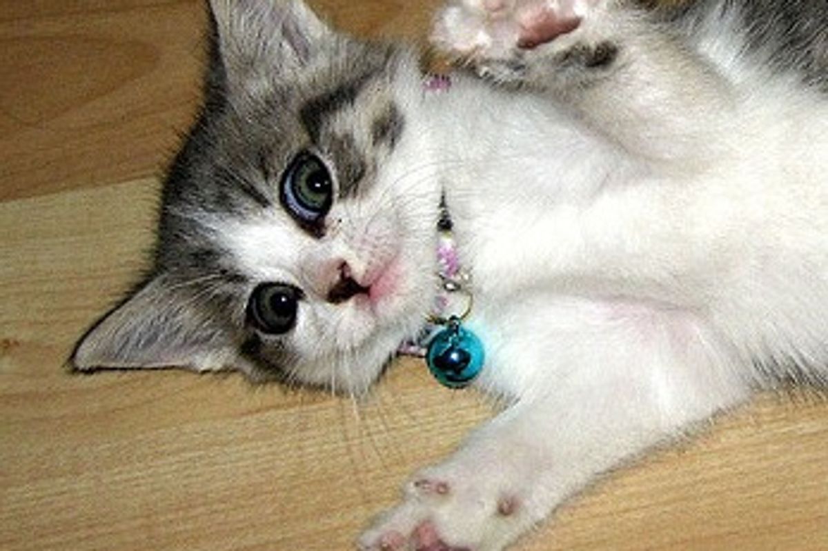 Story of Zumi the Little Rescue