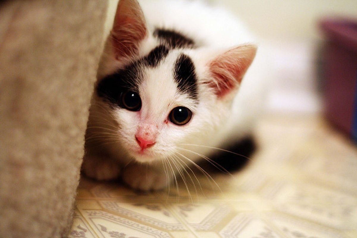 Johnny the Energetic Foster