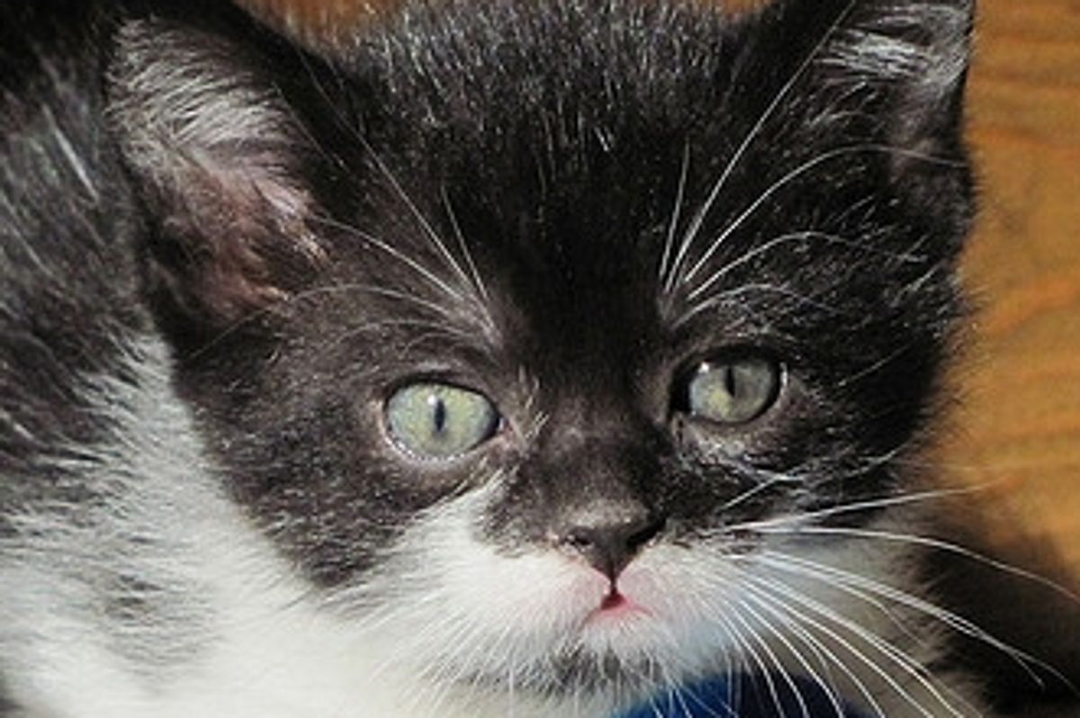 Story of Guinness the Tuxedo