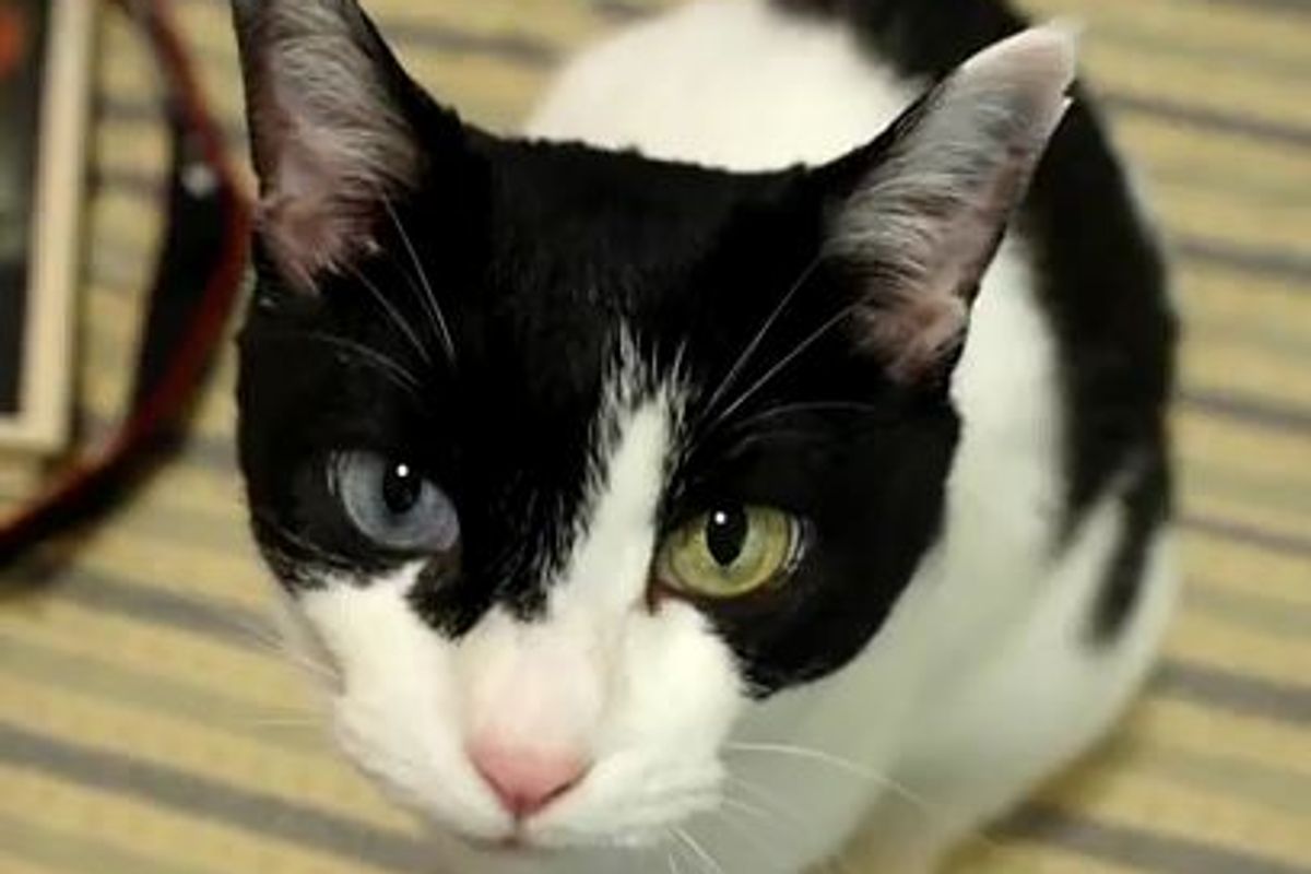 Kitty Asks to Be Petted